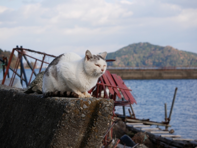 沖島と猫