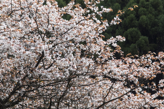 京都　レンタカーでお花見ドライブ