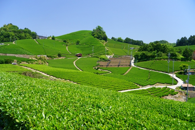 和束町の茶畑を見にレンタカードライブ