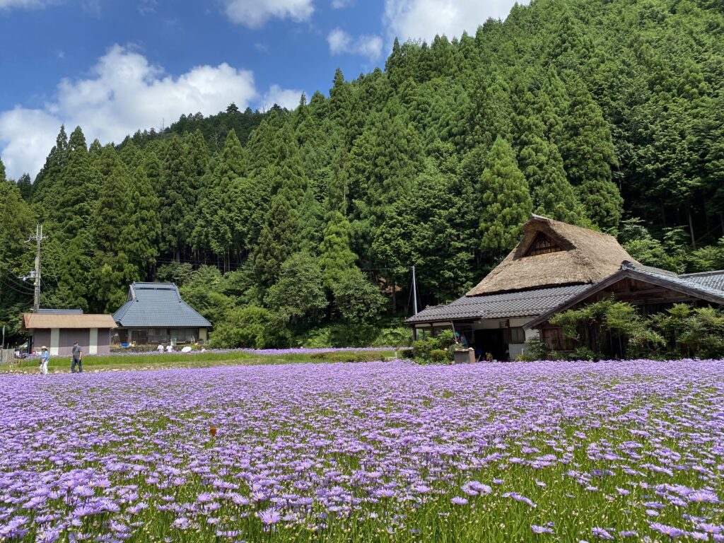 7月下旬から北山友禅菊が咲く京都市左京区久多地域