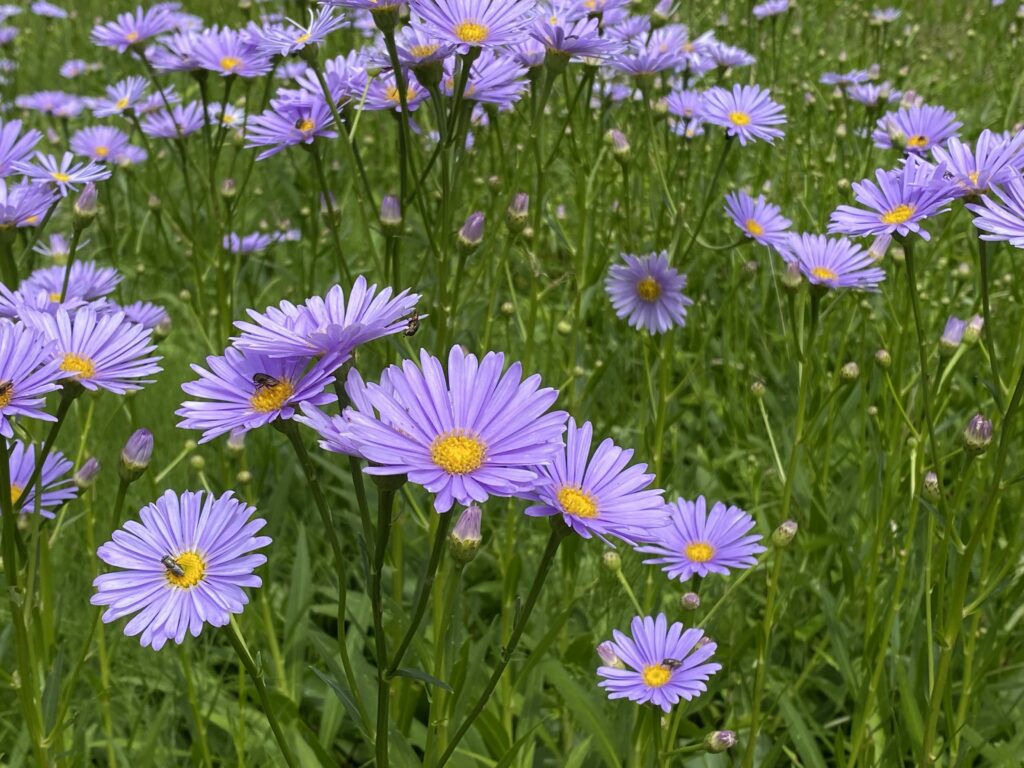 久多に咲く北山友禅菊