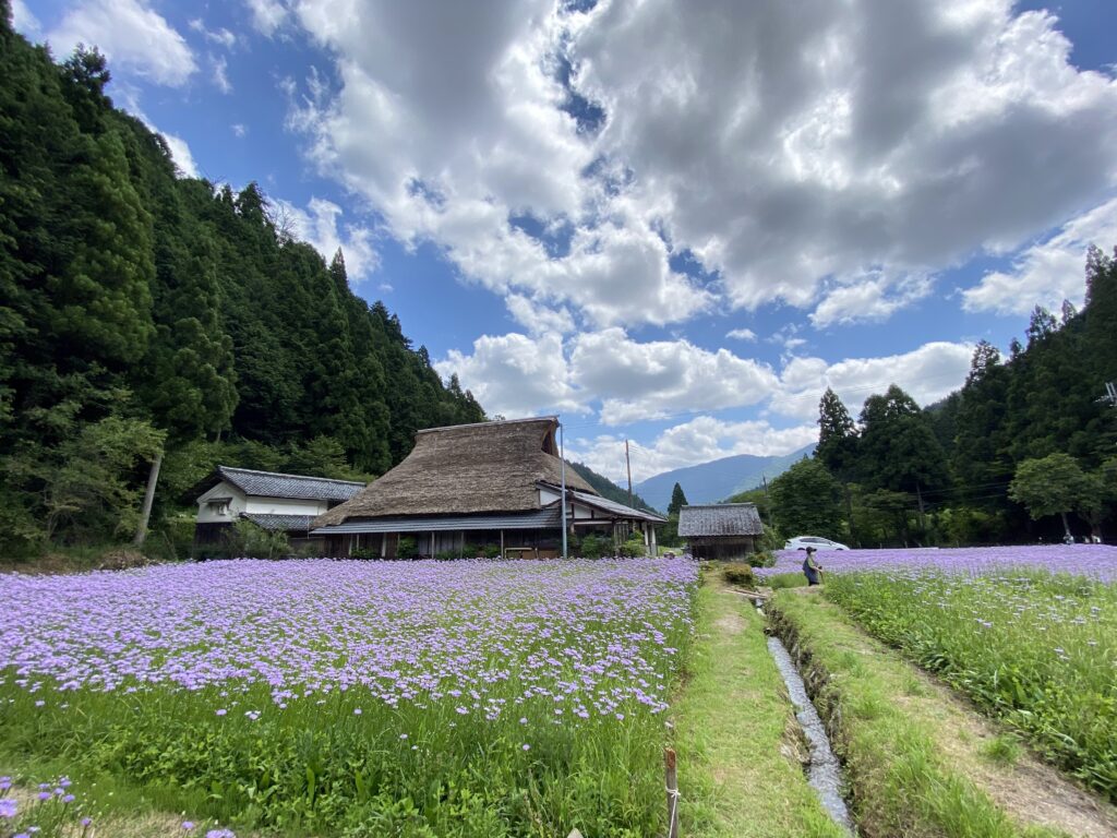 北山友禅菊が咲く京都市左京区久多