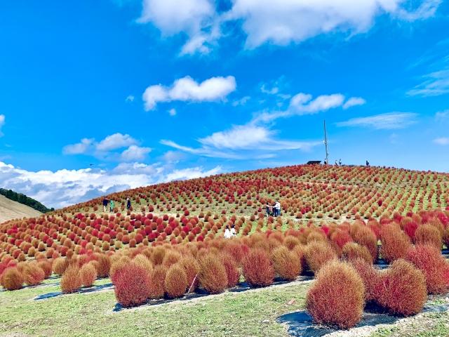 箱館山のコキア紅葉