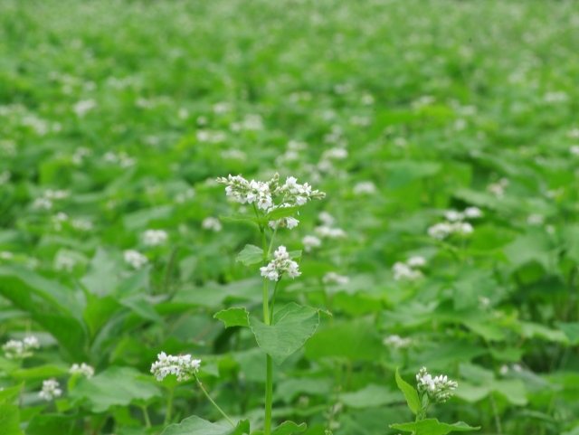 滋賀県高島市のそばの花