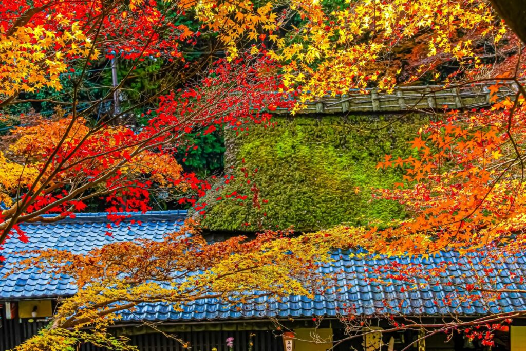 レンタカーで京都郊外へ紅葉を楽しむドライブを